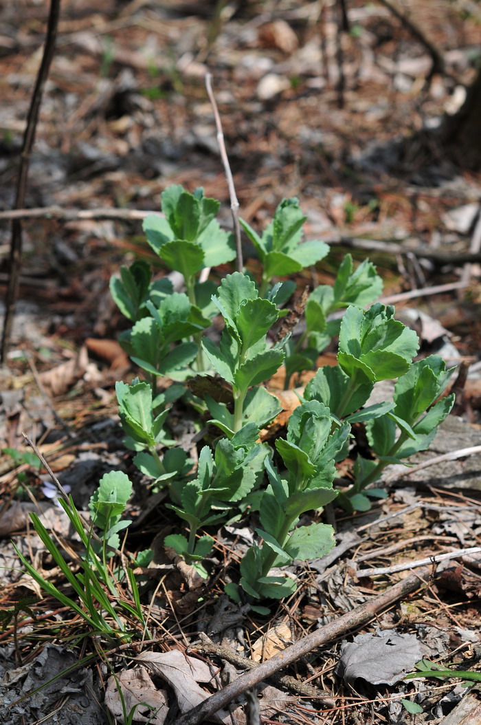 轮叶景天Sedum chauveaudii 轮叶景天Sedum chauveaudii
