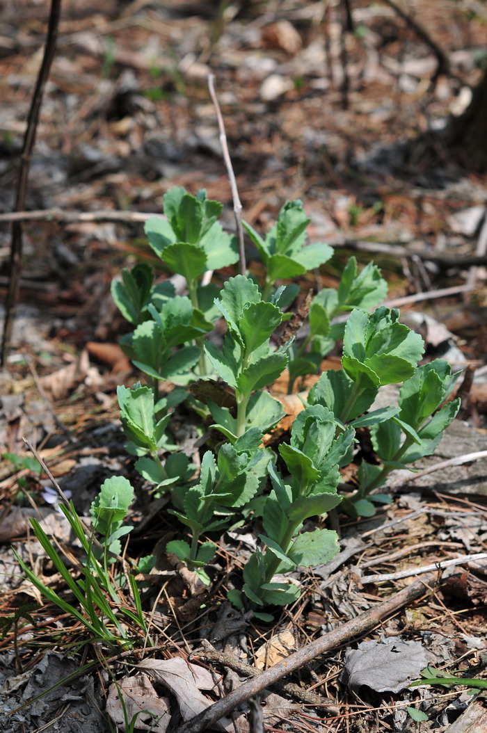 轮叶景天Sedum chauveaudii