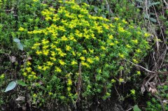 佛甲草Sedum lineare