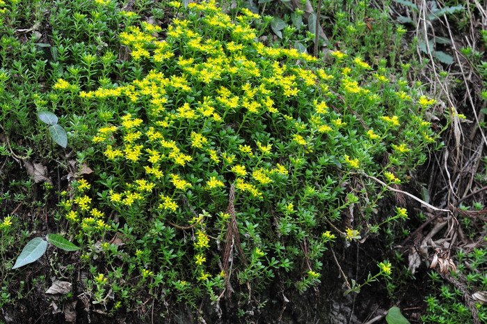 佛甲草Sedum lineare