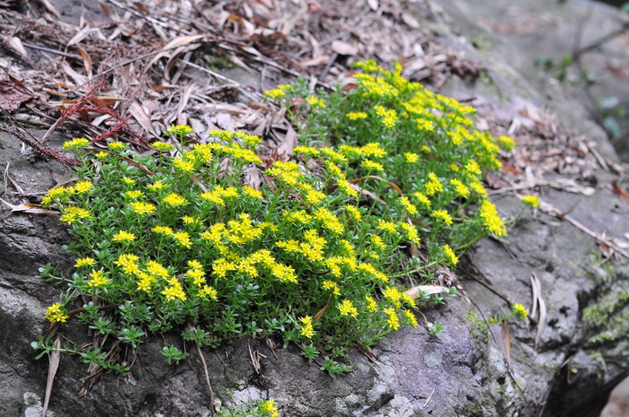 佛甲草Sedum lineare 佛甲草Sedum lineare