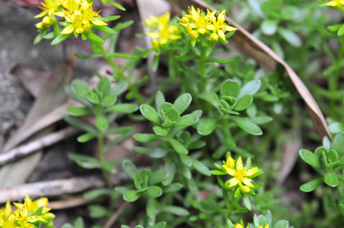 佛甲草Sedum lineare 佛甲草Sedum lineare