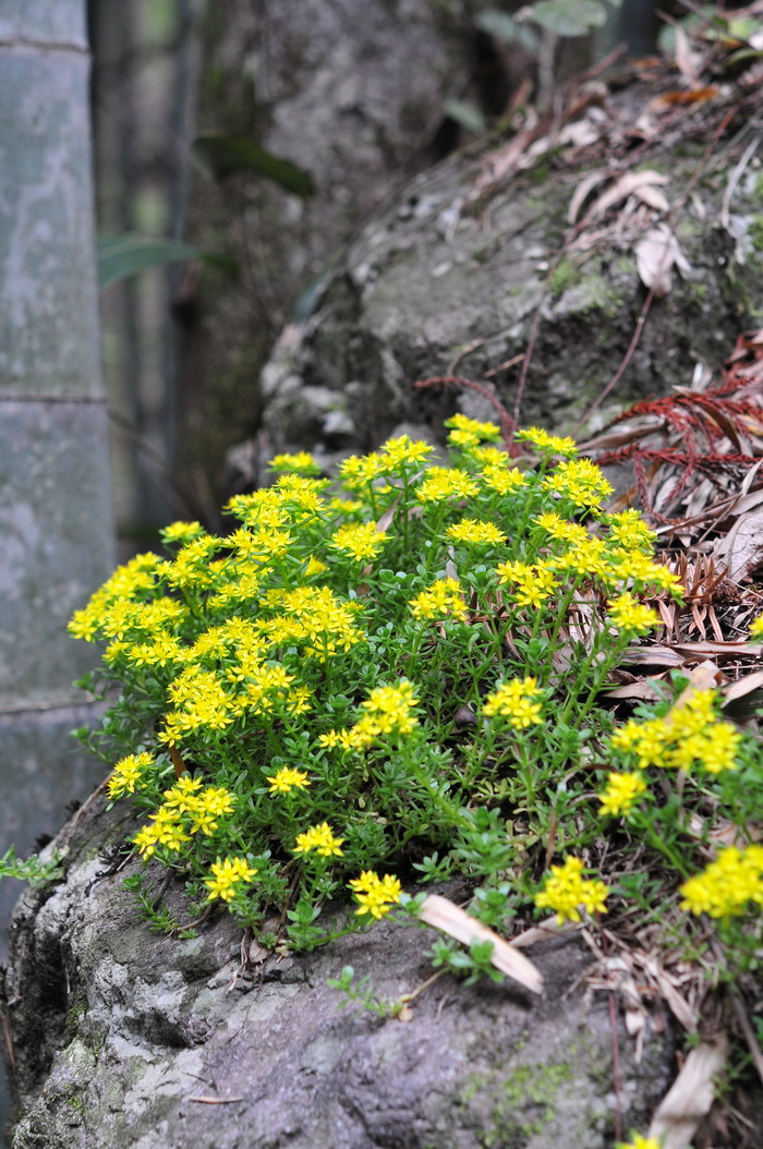 佛甲草Sedum lineare 佛甲草Sedum lineare