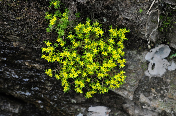 细小景天Sedum subtile