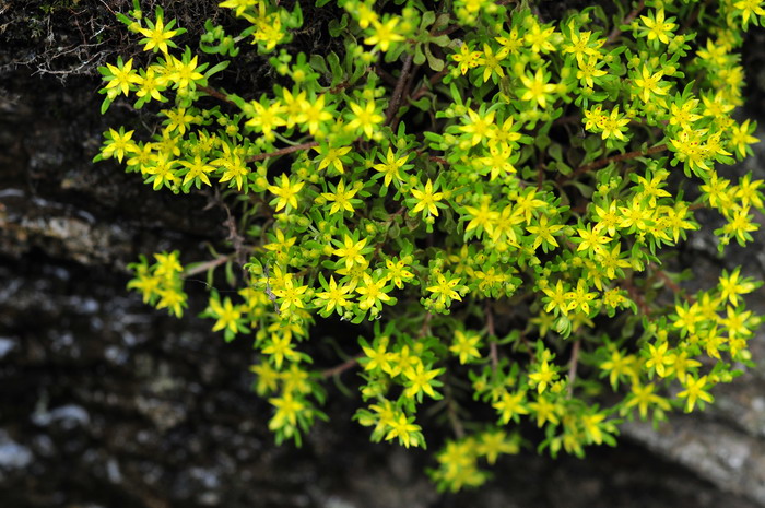 细小景天Sedum subtile 细小景天Sedum subtile