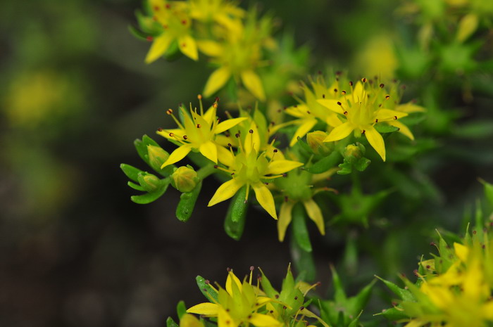 细小景天Sedum subtile 细小景天Sedum subtile
