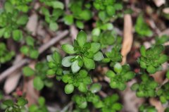 大苞景天Sedum oligospermum