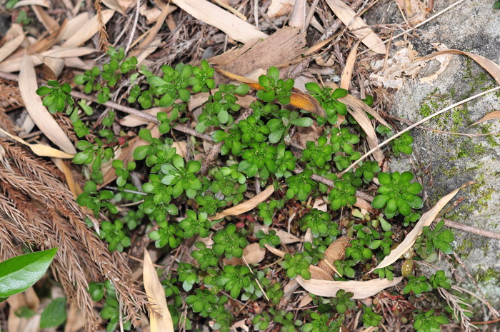 大苞景天Sedum oligospermum 大苞景天Sedum oligospermum