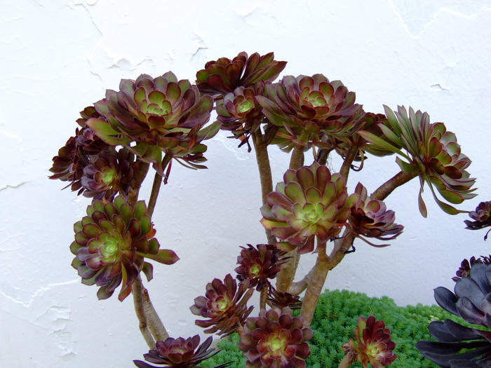 黑法师Aeonium arboreum ‘Atropurpureum’ 黑法师Aeonium arboreum ‘Atropurpureum’