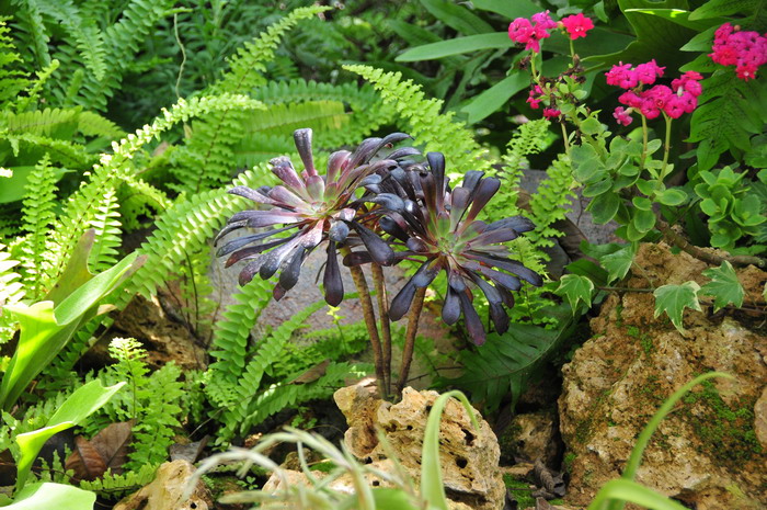 黑法师Aeonium arboreum ‘Atropurpureum’ 黑法师Aeonium arboreum ‘Atropurpureum’
