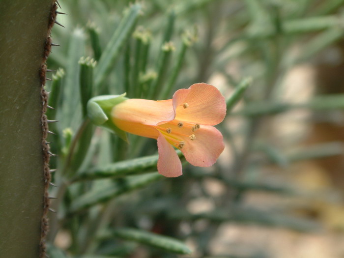 棒叶落地生根Bryophyllum delagoense 棒叶落地生根Bryophyllum delagoense