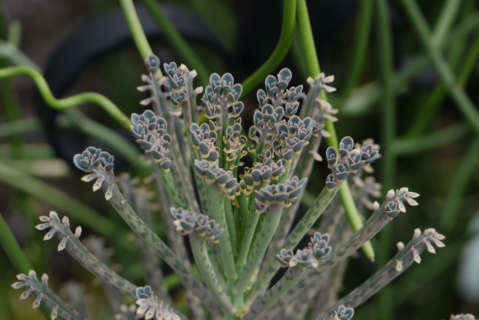 棒叶落地生根Bryophyllum delagoense 棒叶落地生根Bryophyllum delagoense