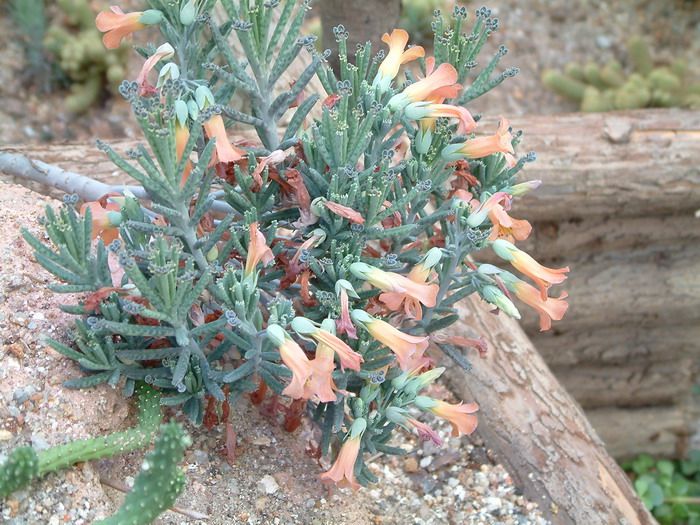 棒叶落地生根Bryophyllum delagoense