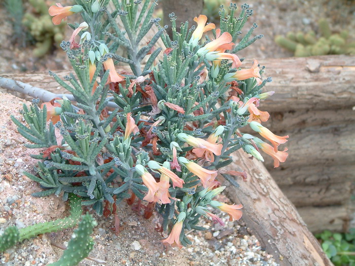 棒叶落地生根Bryophyllum delagoense 棒叶落地生根Bryophyllum delagoense