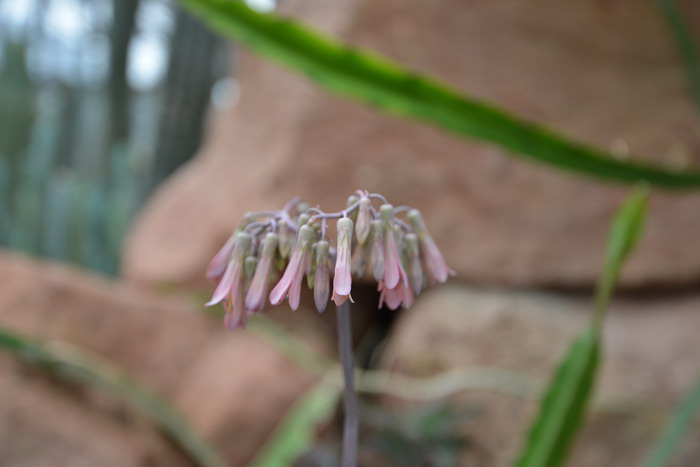 大叶落地生根Kalanchoe daigremontiana 大叶落地生根Kalanchoe daigremontiana
