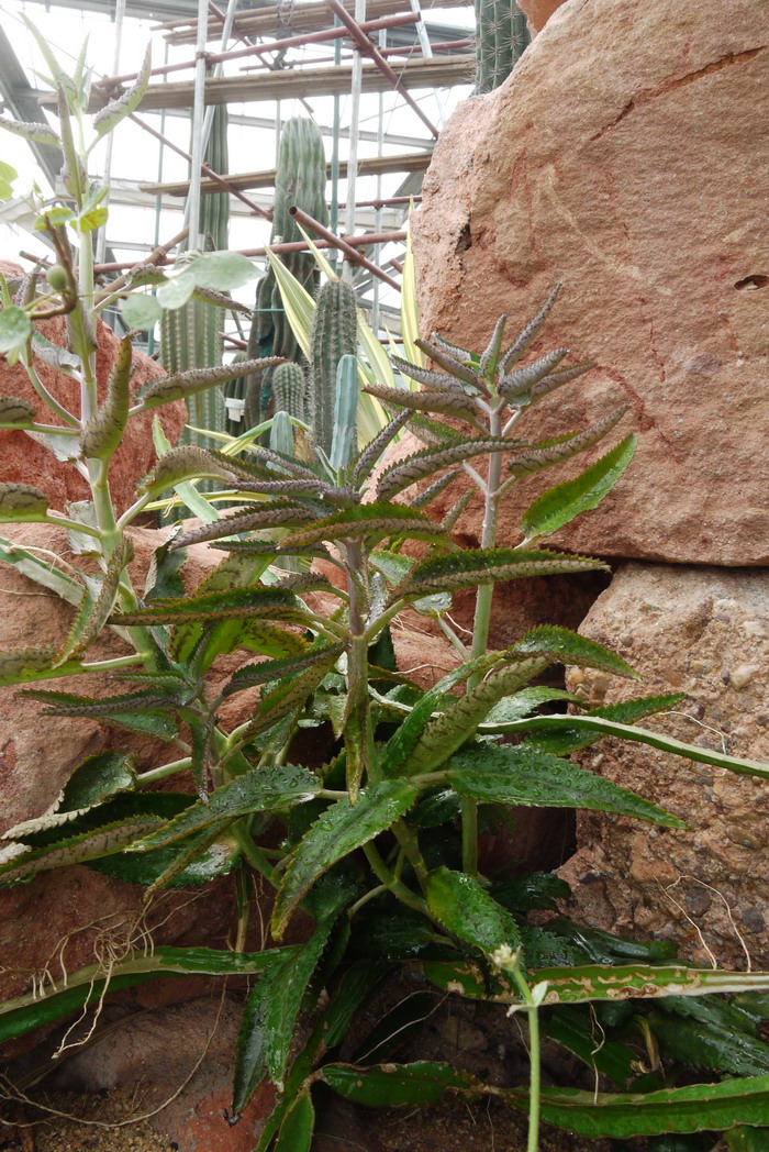 大叶落地生根Kalanchoe daigremontiana 大叶落地生根Kalanchoe daigremontiana