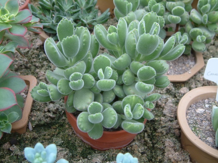 熊童子Cotyledon tomentosa 熊童子Cotyledon tomentosa