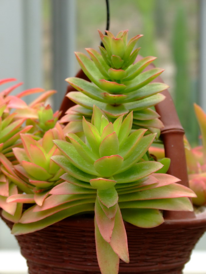 火祭Crassula capitella ‘Cam pfire’ 火祭Crassula capitella ‘Cam pfire’