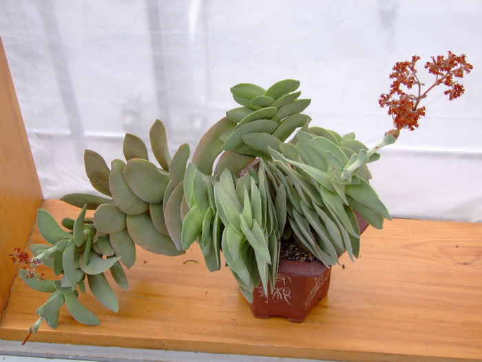 神刀Crassula perfoliata var. minor 神刀Crassula perfoliata var. minor