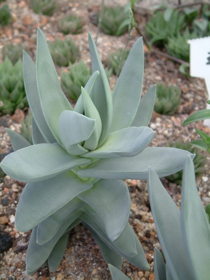 神刀Crassula perfoliata var. minor 神刀Crassula perfoliata var. minor