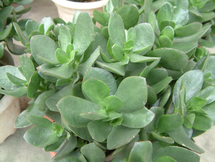 玉树Crassula ovata