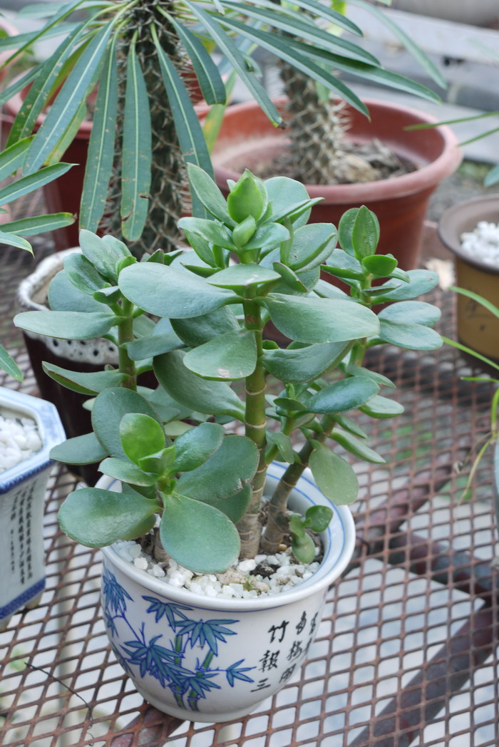 玉树Crassula ovata 玉树Crassula ovata