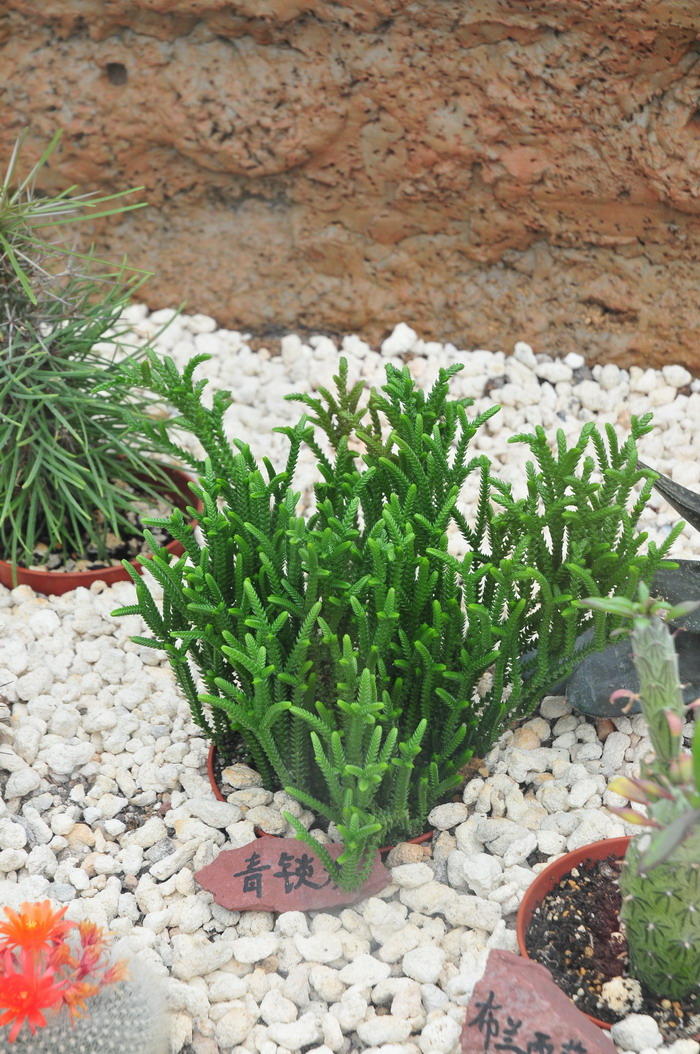 青锁龙Crassula muscosa 青锁龙Crassula muscosa