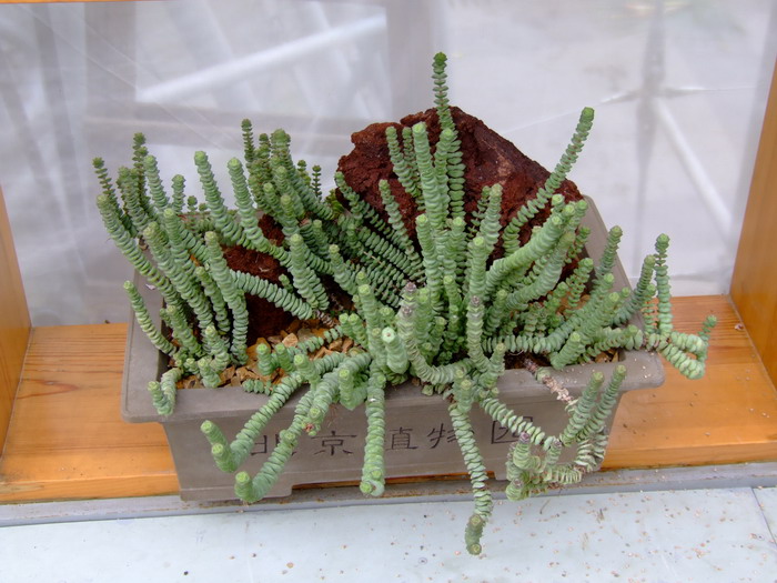 舞乙女Crassula rupestris subsp. marnieriana 舞乙女Crassula rupestris subsp. marnieriana