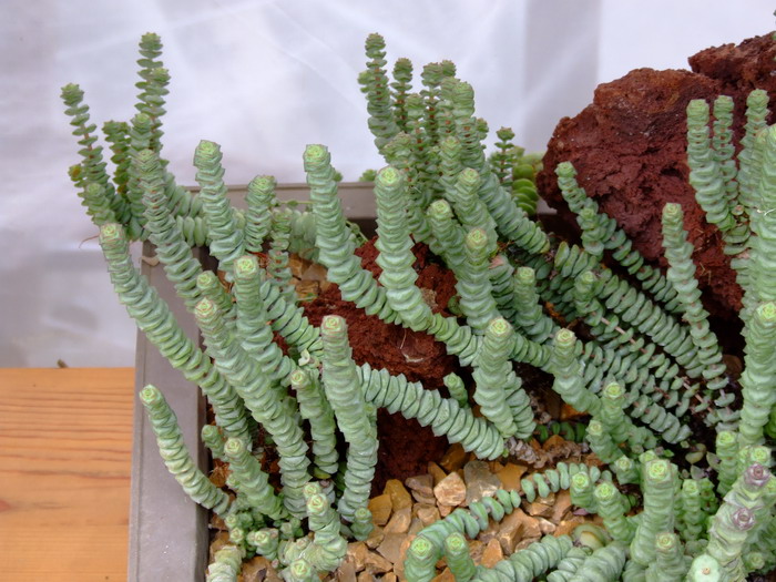 舞乙女Crassula rupestris subsp. marnieriana