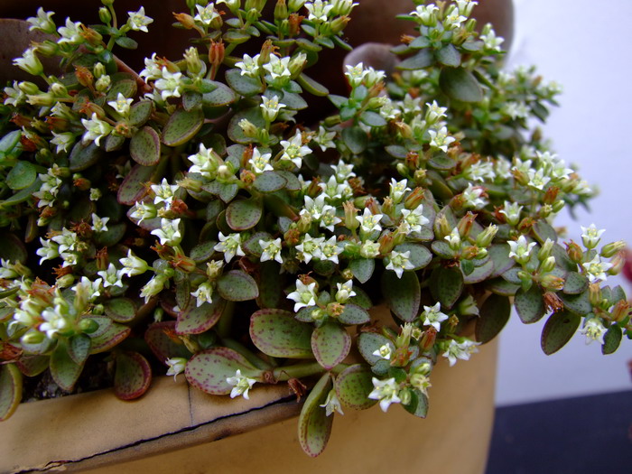 雨心Crassula volkensii 雨心Crassula volkensii