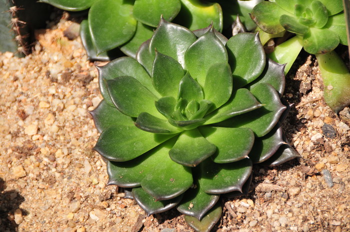 黑王子Echeveria ‘Black Prince’