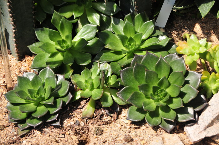 黑王子Echeveria ‘Black Prince’