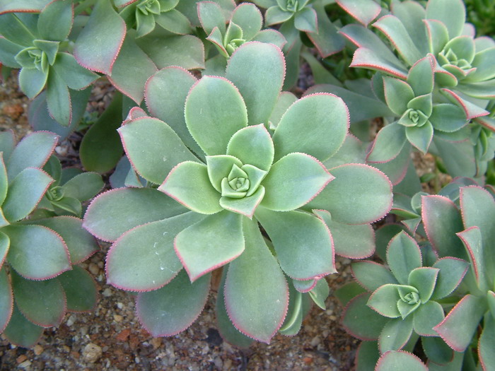 红缘莲花掌echeveria agavoides'red edge'