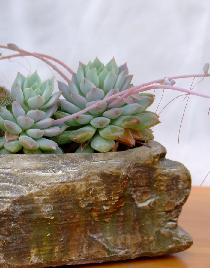 吉娃莲Echeveria chihuahuaensis