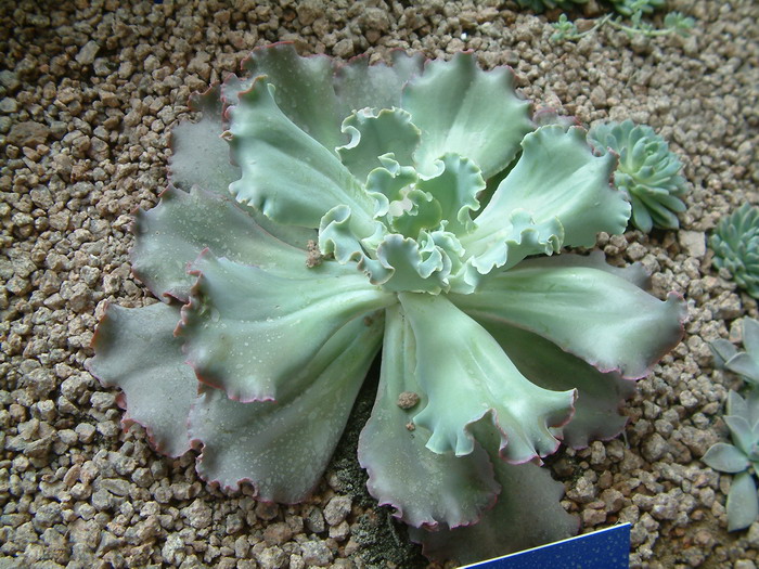 高砂之翁Echeveria ‘Takasagonookina’