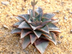 大和锦Echeveria purpusorum