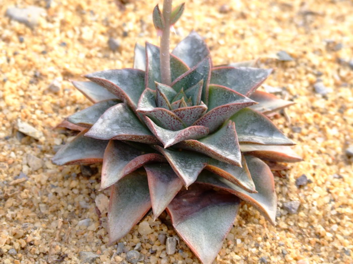大和锦Echeveria purpusorum 大和锦Echeveria purpusorum