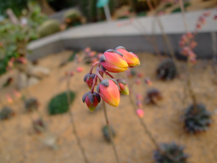 大和锦Echeveria purpusorum 大和锦Echeveria purpusorum