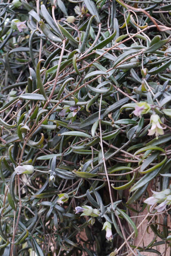 极乐鸟Kalanchoe beauverdii 极乐鸟Kalanchoe beauverdii