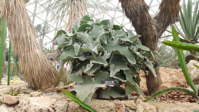 仙女之舞Kalanchoe beharensis 仙女之舞Kalanchoe beharensis