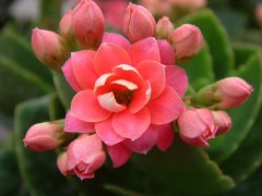 长寿花Kalanchoe blossfeldiana