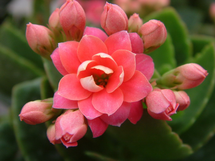 长寿花Kalanchoe blossfeldiana 长寿花Kalanchoe blossfeldiana