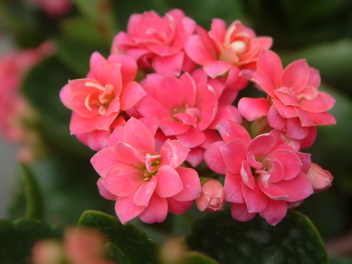 长寿花Kalanchoe blossfeldiana 长寿花Kalanchoe blossfeldiana