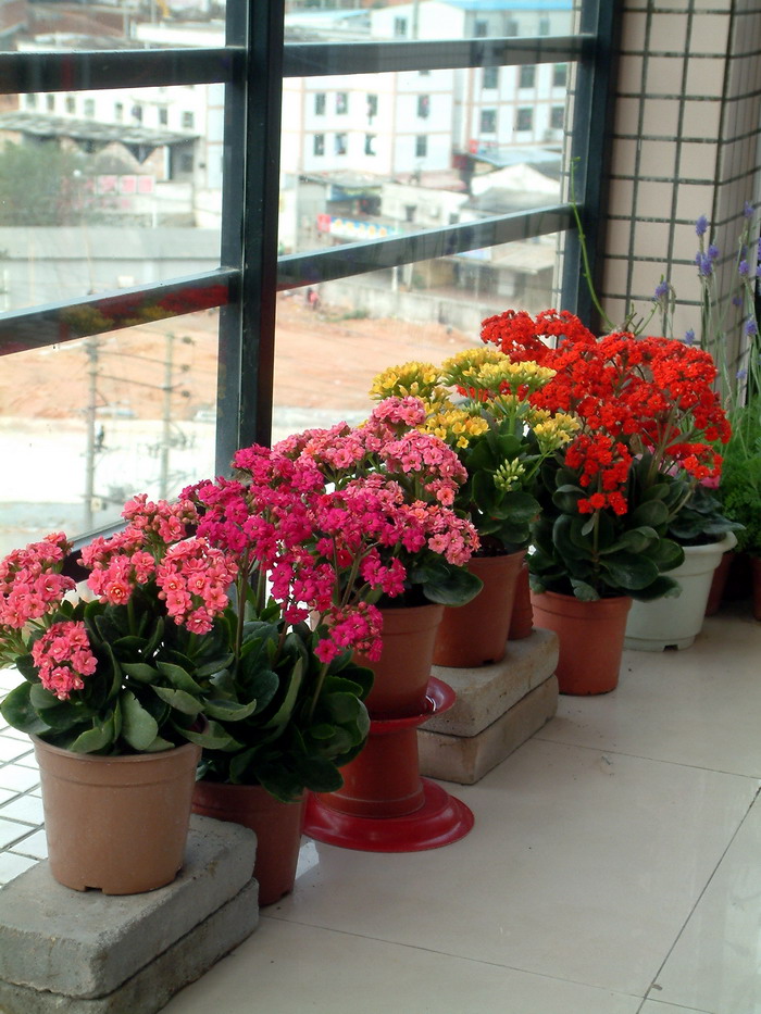 长寿花Kalanchoe blossfeldiana 长寿花Kalanchoe blossfeldiana