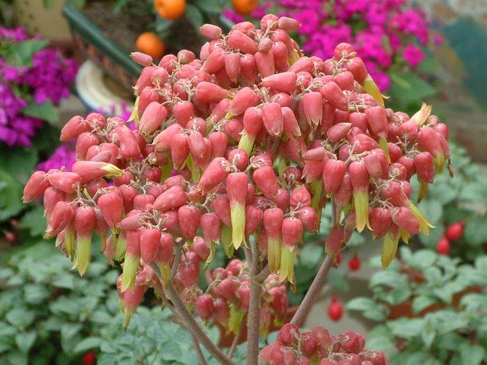 玉吊钟Kalanchoe fedtschenkoi