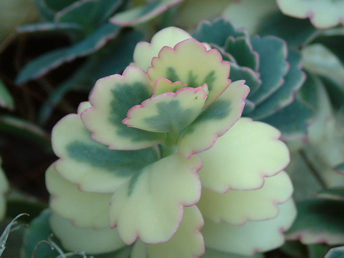 玉吊钟Kalanchoe fedtschenkoi 玉吊钟Kalanchoe fedtschenkoi