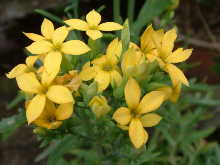 鸡爪三七Kalanchoe laciniata