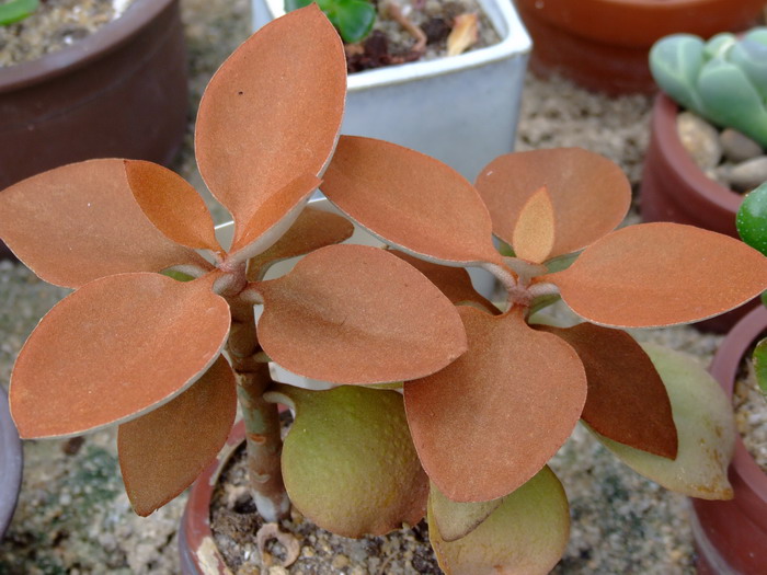 仙人之舞Kalanchoe orgyalis 仙人之舞Kalanchoe orgyalis