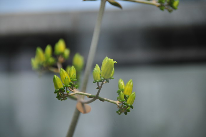 仙人之舞Kalanchoe orgyalis 仙人之舞Kalanchoe orgyalis