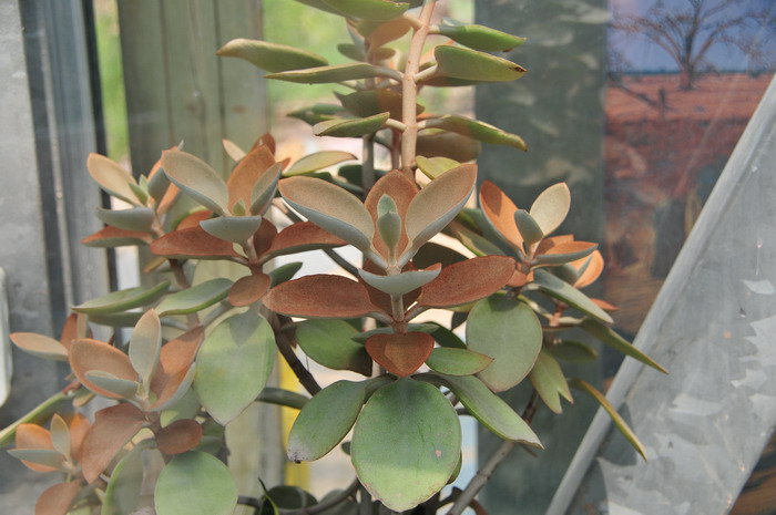 仙人之舞Kalanchoe orgyalis 仙人之舞Kalanchoe orgyalis